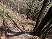 66 Bella la discesa su comodo sentiero tra maestosi carpini neri